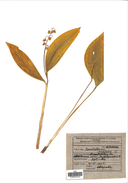 VOR 0026342
