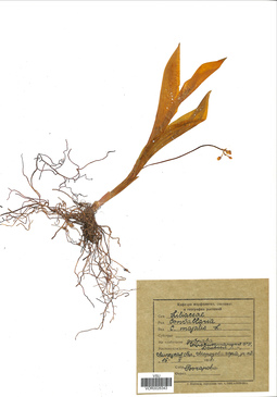 VOR 0026343