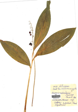 VOR 0026346