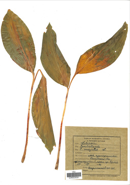 VOR 0026351