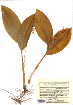 VOR 0026352