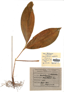 VOR 0026356