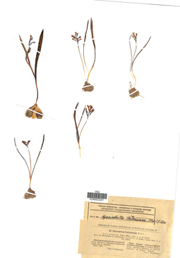 VOR 0023241