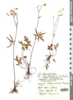 VOR 0002295