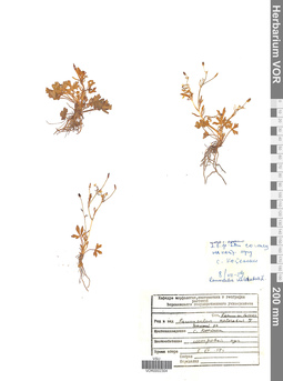 VOR 0002304