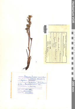 VOR 0003140