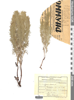 VOR 0003152