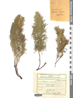 VOR 0003161