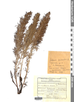 VOR 0003162