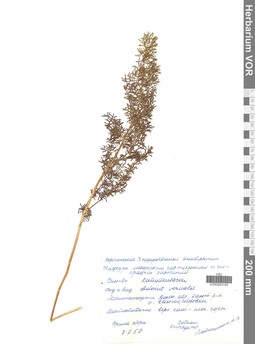 VOR 0003165