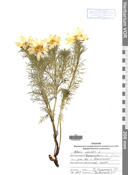 VOR 0003205