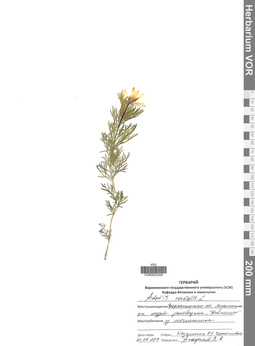 VOR 0003206