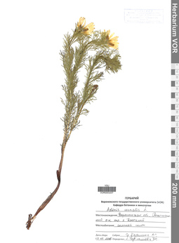 VOR 0003207