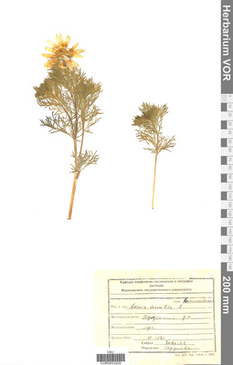 VOR 0003209