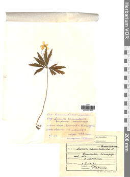 VOR 0001433