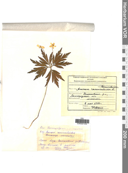 VOR 0001434