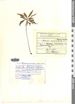 VOR 0001435