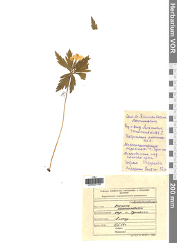 VOR 0001436