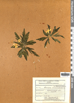 VOR 0001442