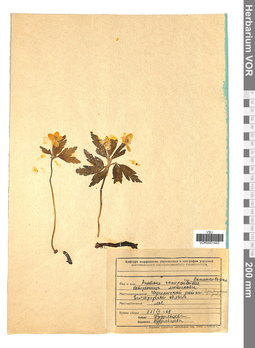 VOR 0001443