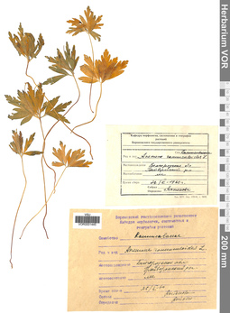 VOR 0001445