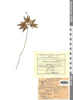 VOR 0001446