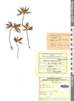 VOR 0001448