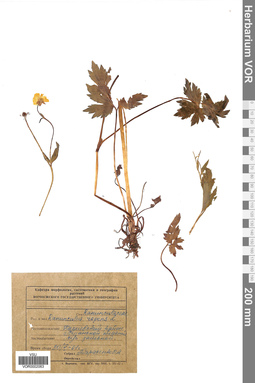 VOR 0002063