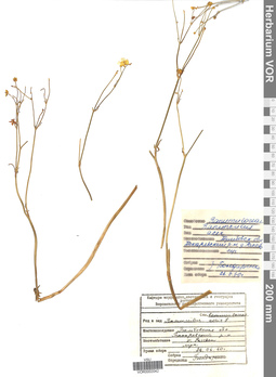 VOR 0002042