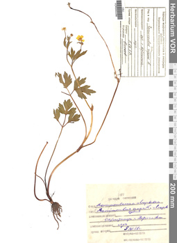 VOR 0002286