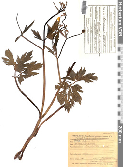 VOR 0002285