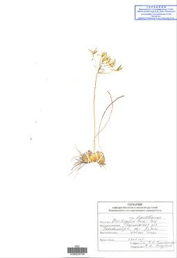VOR 0025709