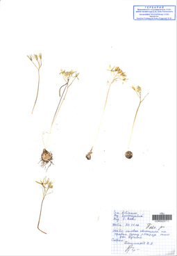 VOR 0025711
