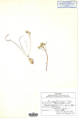 VOR 0025712