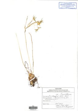 VOR 0025718