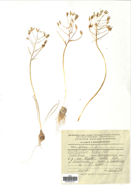 VOR 0025721