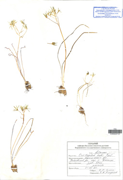VOR 0025723