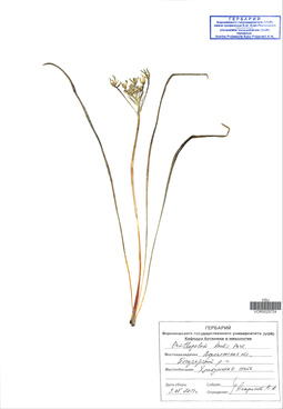 VOR 0025724