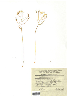 VOR 0025726