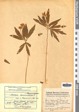 VOR 0001451