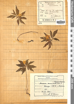 VOR 0002184
