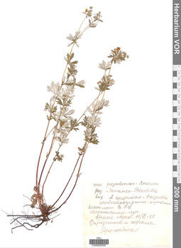 VOR 0005350
