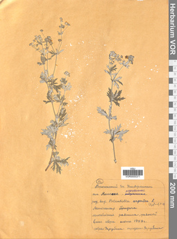 VOR 0005371