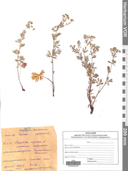 VOR 0005392