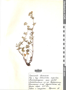 VOR 0005442