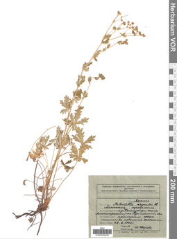 VOR 0005450