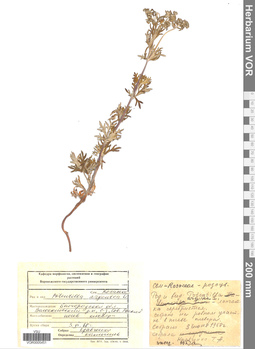 VOR 0005451
