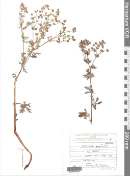 VOR 0005569