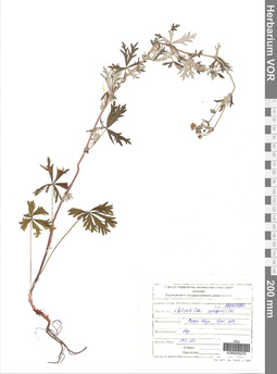VOR 0005570