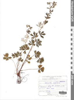 VOR 0005571
